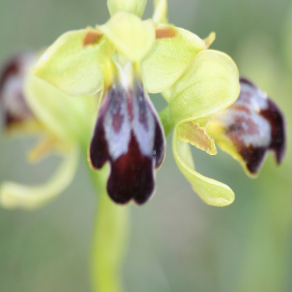 Ophrys forestieri